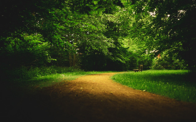 Dirt road forest trees person free wallpaper for desktop - medium preview image