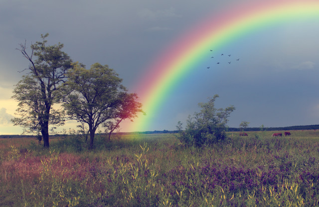 Rainbow field trees cows birds free wallpaper for desktop - medium preview image
