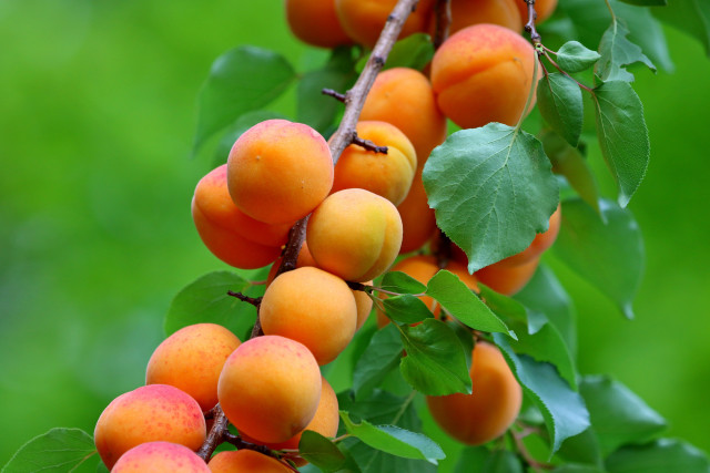 Apricots branch leaves green background free wallpaper for desktop - medium preview image
