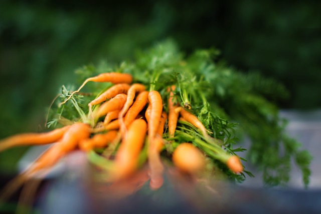 Carrots pile outdoor sun blurry free wallpaper for desktop - medium preview image
