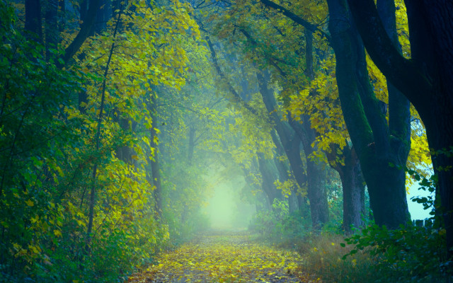 Forest path yellow leaves light free wallpaper for desktop - medium preview image