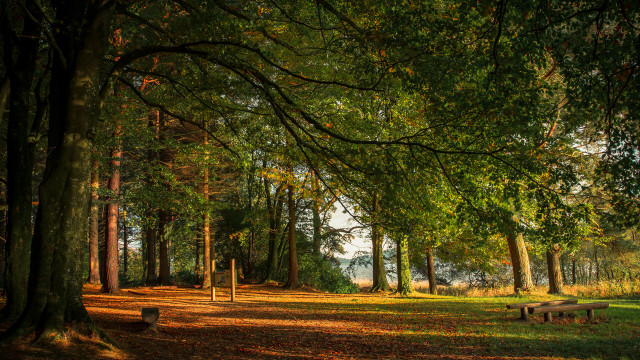 Autumn park trees benches lake free wallpaper for desktop - medium preview image