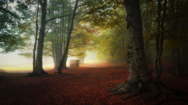 Cabin woods fog sunlight magic free wallpaper for desktop - medium preview image