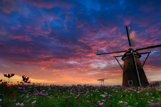 Windmill field flower sunset pink free wallpaper for desktop - medium preview image
