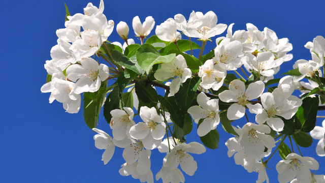 White flowers blooming branch blue free wallpaper for desktop - medium preview image