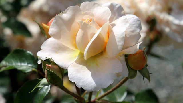 White rose yellow center garden free wallpaper for desktop - medium preview image