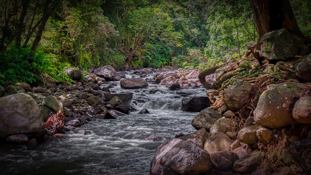 Lush green forest stream rocks #7 free wallpaper for desktop - medium preview image