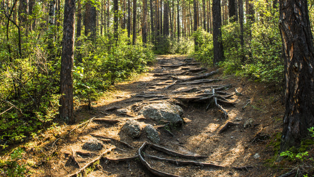 Dirt path forest roots rocks free wallpaper for desktop - medium preview image