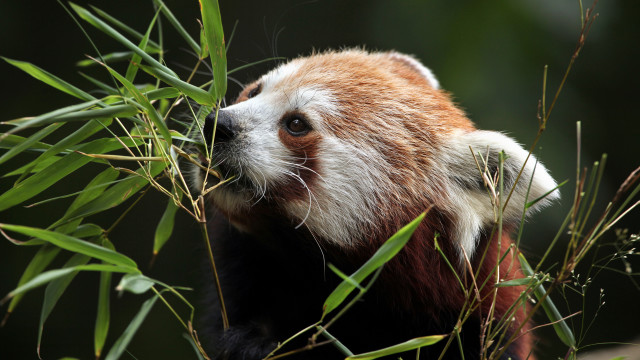 Red panda bamboo green leaves free wallpaper for desktop - medium preview image