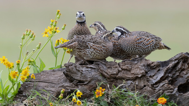 Three birds flower field grass free wallpaper for desktop - medium preview image