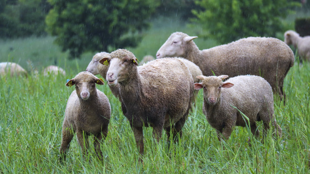 Sheep green field raindrops australian free wallpaper for desktop - medium preview image