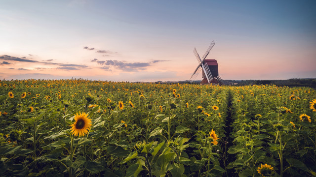 Windmill sunflowers sunset pink sky free wallpaper for desktop - medium preview image
