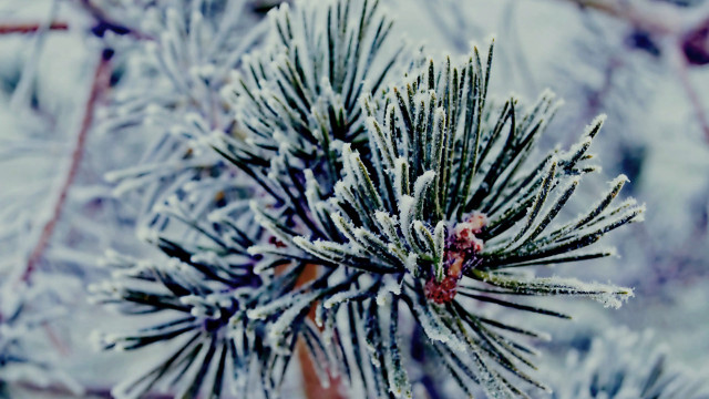 Pine tree snow ice bokeh free wallpaper for desktop - medium preview image