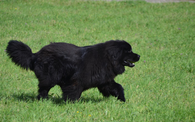 Black dog green field frisbee free wallpaper for desktop - medium preview image
