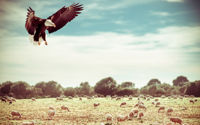 Bald eagle flying sheep trees free wallpaper for desktop - medium preview image