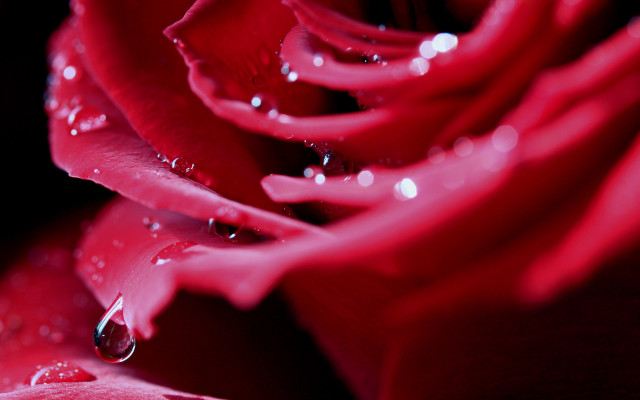 Red rose water droplets macro #6 free wallpaper for desktop - medium preview image