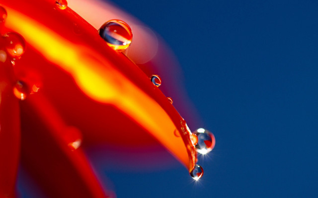Red flower water drops blue free wallpaper for desktop - medium preview image