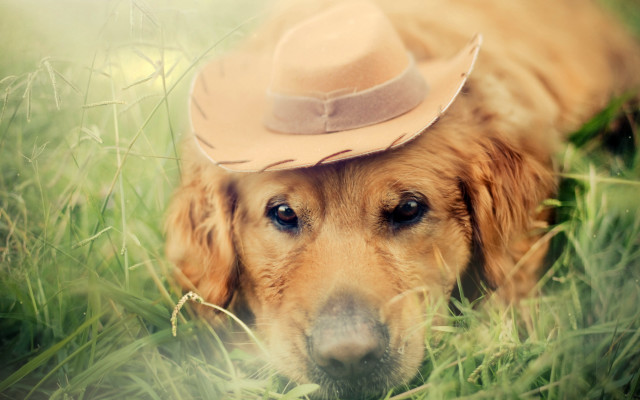 Dog cowboy hat laying grass free wallpaper for desktop - medium preview image