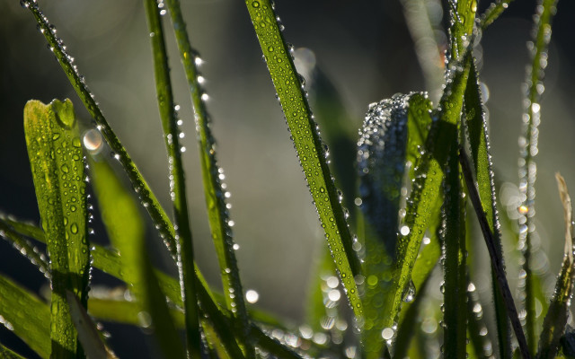 Dew grass closeup macro nature free wallpaper for desktop - medium preview image