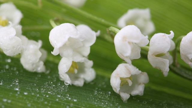 Flower water droplets daisy lily free wallpaper for desktop - medium preview image