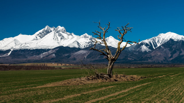 Lone tree field mountains landscape free wallpaper for desktop - medium preview image