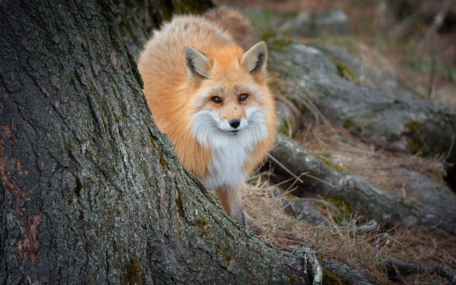 Red fox tree trunk forest #2 free wallpaper for desktop - medium preview image