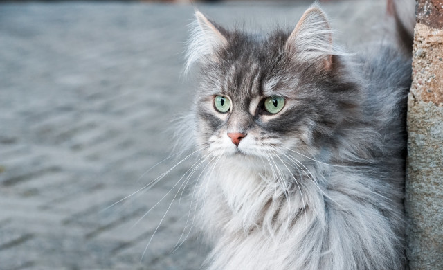 Cat green eyes wall rococo free wallpaper for desktop - medium preview image