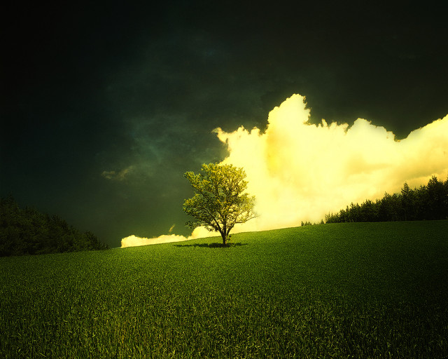 Lone tree field sunset sunbeam free wallpaper for desktop - medium preview image
