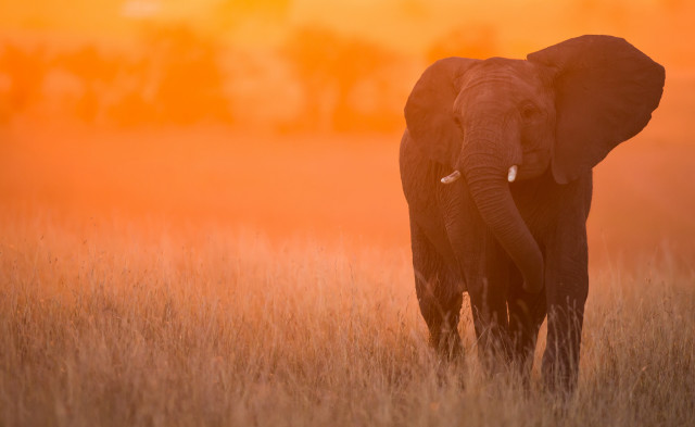 Elephant field tallgrass sunset orange free wallpaper for desktop - medium preview image