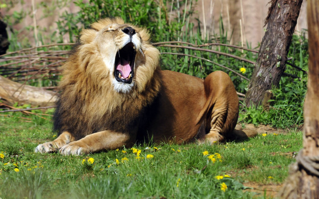 Lion yawning grass wildlife photography free wallpaper for desktop - medium preview image