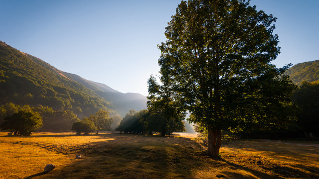 Tree field mountains blue sky free wallpaper for desktop - medium preview image