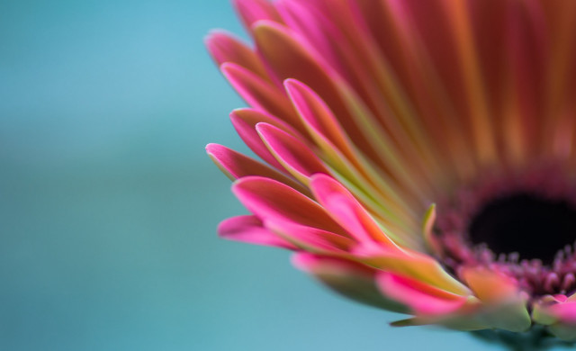 Pink flower blue background macro free wallpaper for desktop - medium preview image