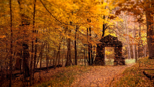 Autumn forest path structure leaves free wallpaper for desktop - medium preview image