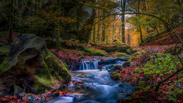 Forest river red leaves nature free wallpaper for desktop - medium preview image