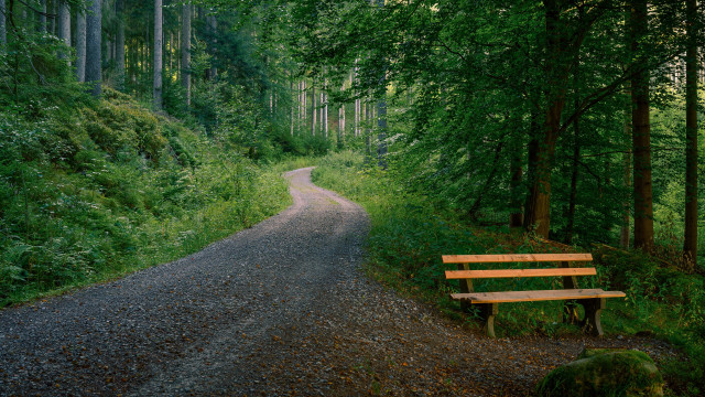 Wooden bench forest road night free wallpaper for desktop - medium preview image