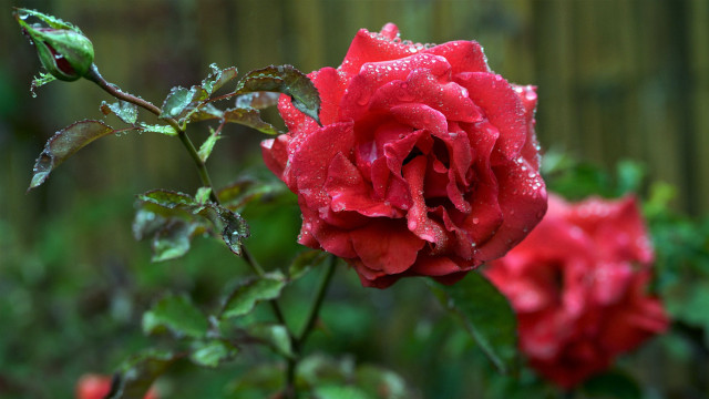 Red rose water droplets fence free wallpaper for desktop - medium preview image