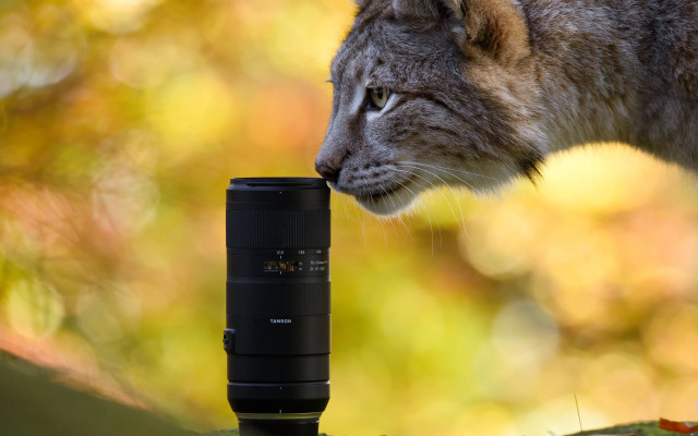 Cat sniffing camera roof fall free wallpaper for desktop - medium preview image