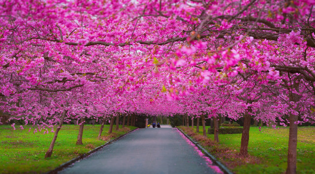 Pink flowers road walking scenery free wallpaper for desktop - medium preview image