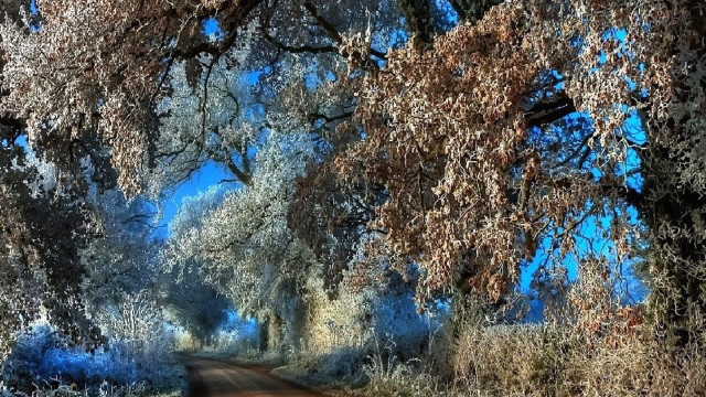 Dirt road trees bushes blue free wallpaper for desktop - medium preview image