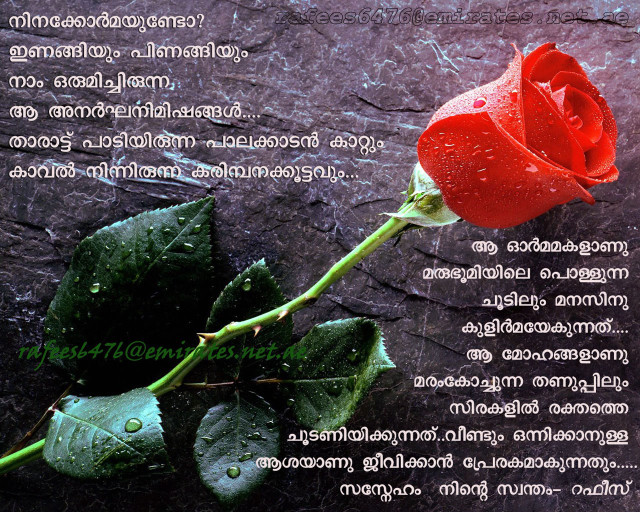 Red rose rain drops thai free wallpaper for desktop - medium preview image