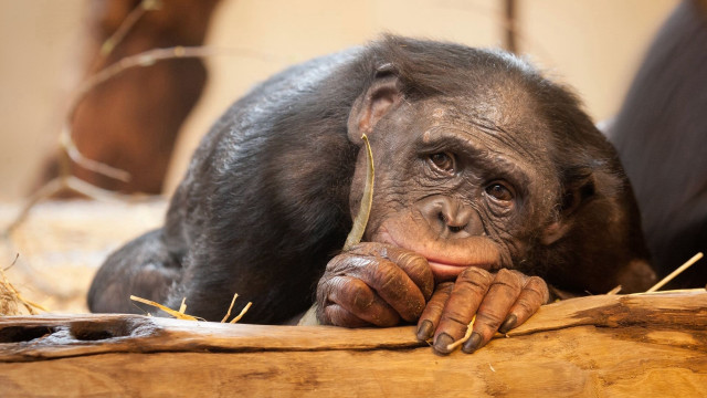 Chimpanzee log portrait animal photorealistic free wallpaper for desktop - medium preview image