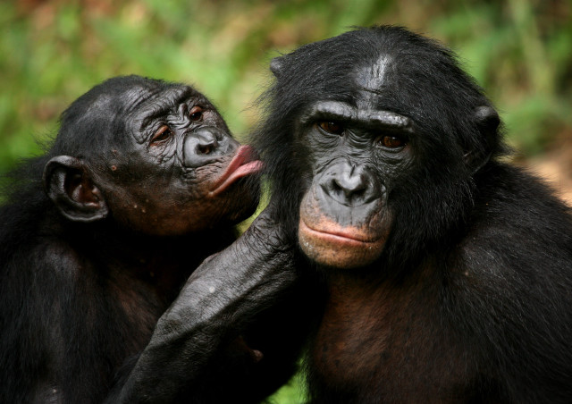 Chimpanzees licking ears wildlife photorealistic free wallpaper for desktop - medium preview image
