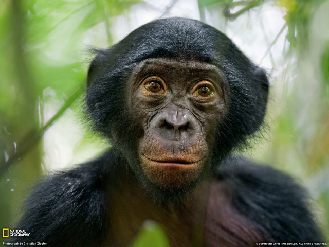 Monkey closeup tree sad face free wallpaper for desktop - medium preview image