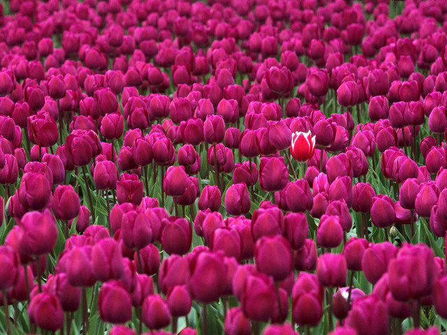 Pink tulips red flower field free wallpaper for desktop - medium preview image