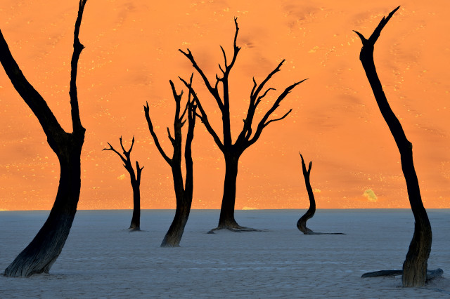 Trees desert sunset sky background free wallpaper for desktop - medium preview image