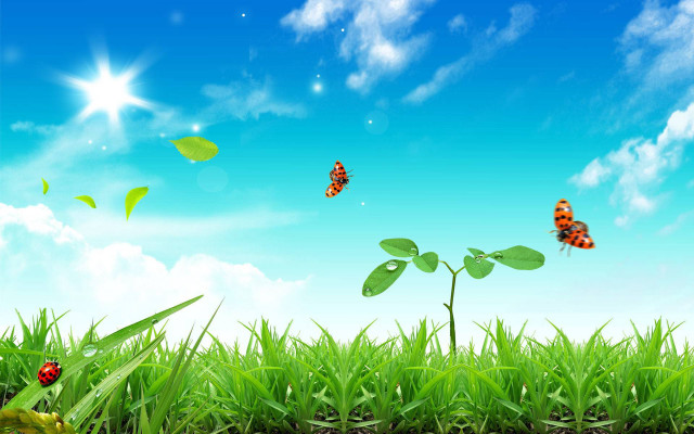 Field grass butterflies blue sky free wallpaper for desktop - medium preview image