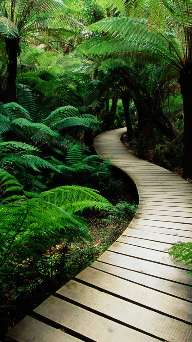 Wooden path lush green forest free wallpaper for mobile - medium preview image