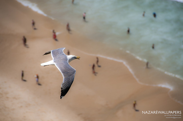 Bird flying beach people water free wallpaper for desktop - medium preview image