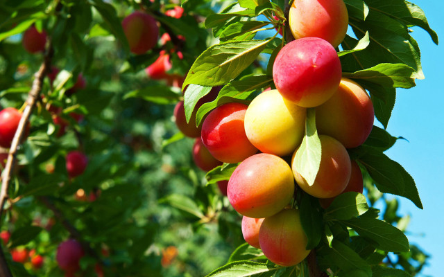 Fruit hanging branch blue sky free wallpaper for desktop - medium preview image