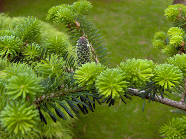 Pine tree branch cones green free wallpaper for desktop - medium preview image